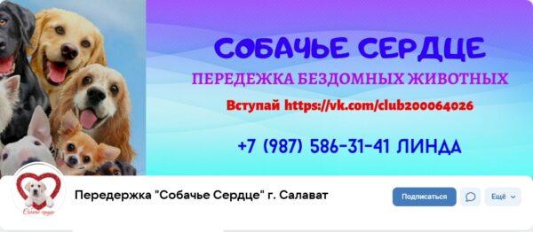 Собачье сердце